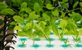 Aeroponics plantation in glasshouse Royalty Free Stock Photo
