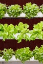 Aeroponics plantation in glasshouse Royalty Free Stock Photo