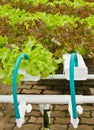 Aeroponics plantation in glasshouse Royalty Free Stock Photo