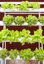 Aeroponics plantation in glasshouse Royalty Free Stock Photo
