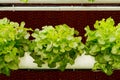 Aeroponics plantation in glasshouse Royalty Free Stock Photo