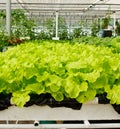 Aeroponics plantation in glasshouse Royalty Free Stock Photo