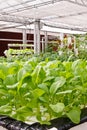 Aeroponics plantation in glasshouse Royalty Free Stock Photo