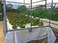 Aeroponics vegetable farm
