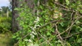 Aerva lanata mountain knotgrass plant.