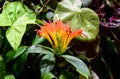 Aeschynanthus flower or lipstick plant Royalty Free Stock Photo