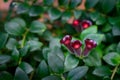 Aeschynanthus radicans Jack flowers Royalty Free Stock Photo