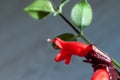 Aeschynanthus radicans lipstick plant, flowering, red big flower macro Royalty Free Stock Photo