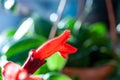 Aeschynanthus radicans lipstick plant, flowering, red big flower macro Royalty Free Stock Photo