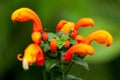 Aeschynanthus Speciosus Flower