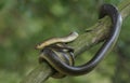 Aesculapian Snake Royalty Free Stock Photo