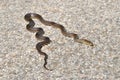 Aesculapian snake on a street taking a sunbath.