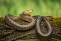 Aesculapian snake Zamenis longissimus in Czech Republic