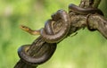 Aesculapian snake Zamenis longissimus in Czech Republic