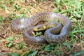 Aesculapian snake (Zamenis longissimus) in natural habitat