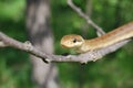 Aesculapian snake (Zamenis longissimus)