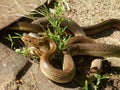 Aesculapian snakes mating