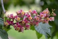 Aesculus carnea pavia red horse-chestnut flowers in bloom, bright pink flowering ornamental tree Royalty Free Stock Photo