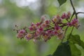Aesculus carnea pavia red horse-chestnut flowers in bloom, bright pink flowering ornamental tree Royalty Free Stock Photo