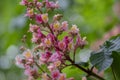 Aesculus carnea pavia red horse-chestnut flowers in bloom, bright pink flowering ornamental tree Royalty Free Stock Photo