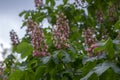 Aesculus carnea pavia red horse-chestnut flowers in bloom, bright pink flowering ornamental tree Royalty Free Stock Photo