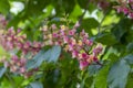 Aesculus carnea pavia red horse-chestnut flowers in bloom  bright pink flowering ornamental tree Royalty Free Stock Photo
