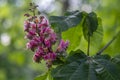 Aesculus carnea pavia red horse-chestnut flowers in bloom, bright pink flowering ornamental tree Royalty Free Stock Photo