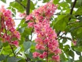 Aesculus carnea, or red horse-chestnut hybrid tree pink blooming flowers on branches close up Royalty Free Stock Photo