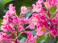 Aesculus carnea, or red horse-chestnut hybrid tree pink blooming flowers on branches close up Royalty Free Stock Photo