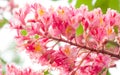 Aesculus carnea, or red horse-chestnut hybrid tree pink blooming flowers on branches close up Royalty Free Stock Photo