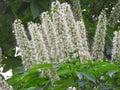 the blooming Aesculus chinensis Bunge