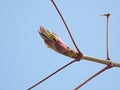 the bud of Aesculus chinensis chinensis Bunge