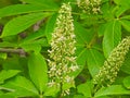 the blooming Aesculus chinensis Bunge
