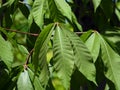 Aesculus chinensis chinensis Bunge