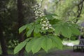 Aesculus hippocastanum,blossom of horse chestnut or conker tree springtime Royalty Free Stock Photo