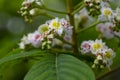 Aesculus hippocastanum,blossom of horse chestnut or conker tree macro Royalty Free Stock Photo