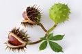 Aesculus hippocastanum / Common Horse Chestnut Royalty Free Stock Photo