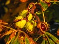 Aesculus hippocastanum conker tree fruit