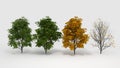 Aesculus hippocastanum four seasons Royalty Free Stock Photo