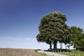 Horse Chestnut in May, Germany, Europe