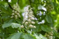 Aesculus hippocastanum, the horse chestnut is a species of flowering plant in the family Sapindaceae. Royalty Free Stock Photo