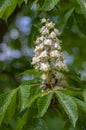 Aesculus hippocastanum horse chestnut tree in bloom, group of white flowering flowers on branches Royalty Free Stock Photo