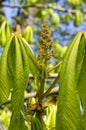 Aesculus hippocastanum horse chestnut tree in bloom, group of white flowering flowers on branches Royalty Free Stock Photo