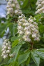 Aesculus hippocastanum horse chestnut tree in bloom, group of white flowering flowers on branches Royalty Free Stock Photo