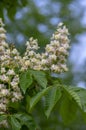 Aesculus hippocastanum horse chestnut tree in bloom, group of white flowering flowers on branches Royalty Free Stock Photo