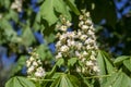 Aesculus hippocastanum horse chestnut tree in bloom, group of white flowering flowers on branches Royalty Free Stock Photo