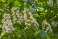 Aesculus hippocastanum horse chestnut tree in bloom, group of white flowering flowers on branches Royalty Free Stock Photo