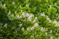 Aesculus hippocastanum horse chestnut tree in bloom, group of white flowering flowers on branches Royalty Free Stock Photo