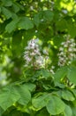 Aesculus hippocastanum horse chestnut tree in bloom, group of white flowering flowers and leaves on branches Royalty Free Stock Photo