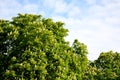 Aesculus hippocastanum horse chestnut tree in bloom with white flowers and sky